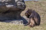 Bronx Zoo Affe