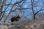 BronxZoo Baer