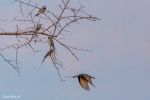 BronxZoo Bienenfresser