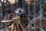 Bronx Zoo Geier 1