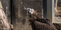 Bronx Zoo Geier 2