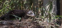 Bronx Zoo Geier