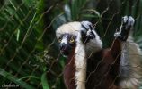 Bronx Zoo Madagaskar 1