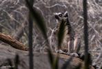 Bronx Zoo Madagaskar 6