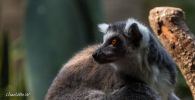 Bronx Zoo Madagaskar 4