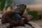 Bronx Zoo Madagaskar 3