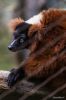 Bronx Zoo Madagaskar 2