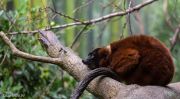 Bronx Zoo Madagaskar 7