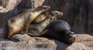 Bronx Zoo Robben 2