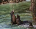 Bronx Zoo Robben