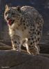 Bronx Zoo Schneeleopard