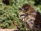 Bronx Zoo Spatz 2