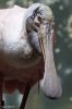 Bronx Zoo Vogel 1