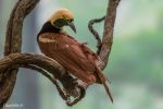Bronx Zoo Vogel gelb grün