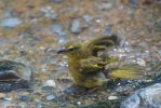 Bronx Zoo Vogel badend