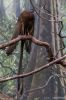 Bronx Zoo Vogel lange Schwanzfeder
