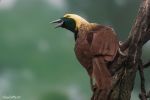 Bronx Zoo Vogel gelb