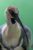 Bronx Zoo Vogel