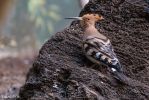 Bronx Zoo Wiedehopf