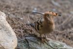 Bronx Zoo Wiedehopf