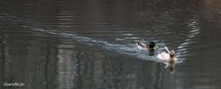 Enten Central Park