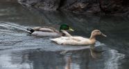 Enten Central Park