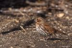 CP Fox Sparrow