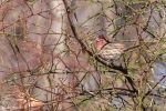 House Finch