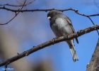 Junco
