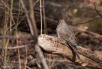 CP Mourning Dove