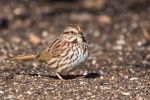 Song Sparrow