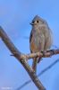 CP-Titmouse_0343_F.jpg