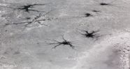 CP-frozen_1569_F.jpg