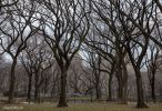 CentralParkAmericanElm