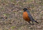 Central Park Robin