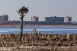 JBW Osprey Nest