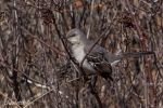 JBW Mockingbird