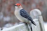 RedBelliedWoodpecker