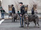 StPatrickIrishWolfhound_8709_F.jpg