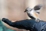 Titmouse MP