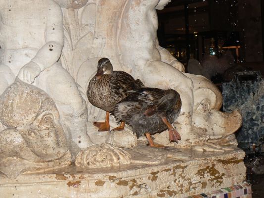 c_2010_11_03_043_ducks.jpg