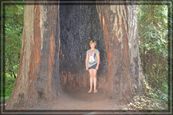 comp_california-redwoods_017.jpg