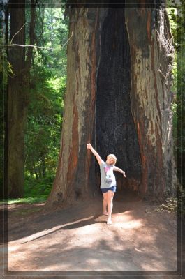 Redwoods
