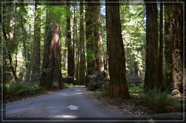 Redwoods
