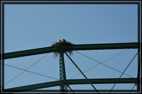 comp_comp_grants_pass_bis_bandon_026.jpg