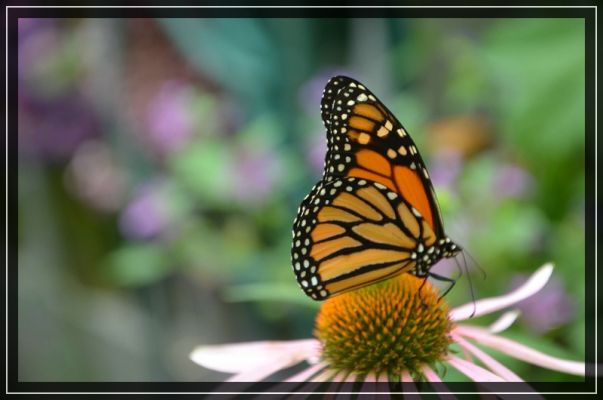 Butterfly Farm bei Elkton
