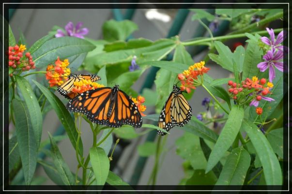Butterfly Farm bei Elkton
