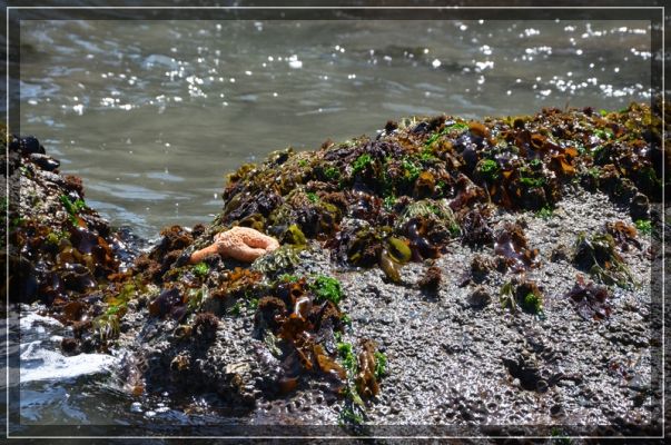 comp_oregon_coast_045.jpg