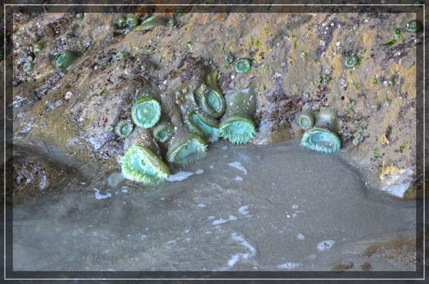 comp_oregon_coast_048.jpg