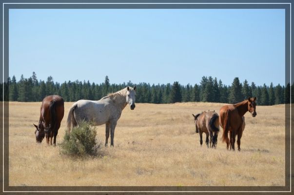 Wildpferde in Oregon
